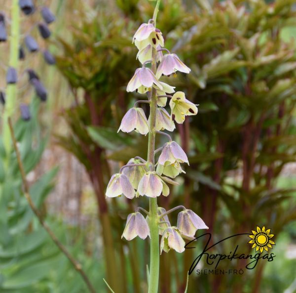 Mörk klocklilja Mörk klocklilja